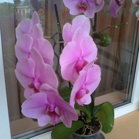 orhidee roz